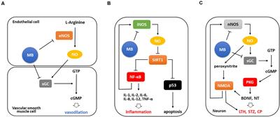 Methylene Blue Application to Lessen Pain: Its Analgesic Effect and Mechanism